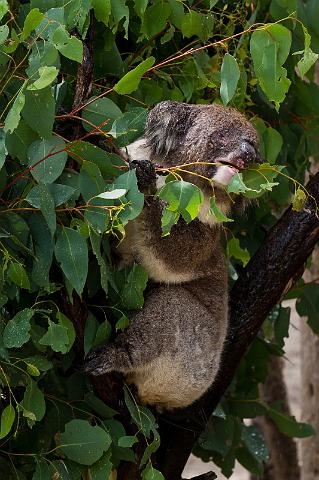 021 Yanchep NP, koala.jpg